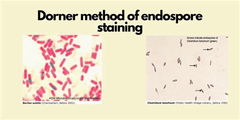 endospore stain results